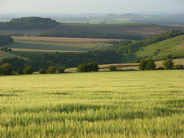 Barley, Lowbury Hill - geograph.org.uk - 477163