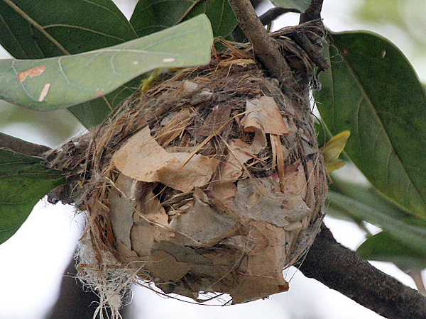 File:Black-hooded Oriole (Oriolus xanthornus)'s nest in Kolkata I IMG 3555.jpg