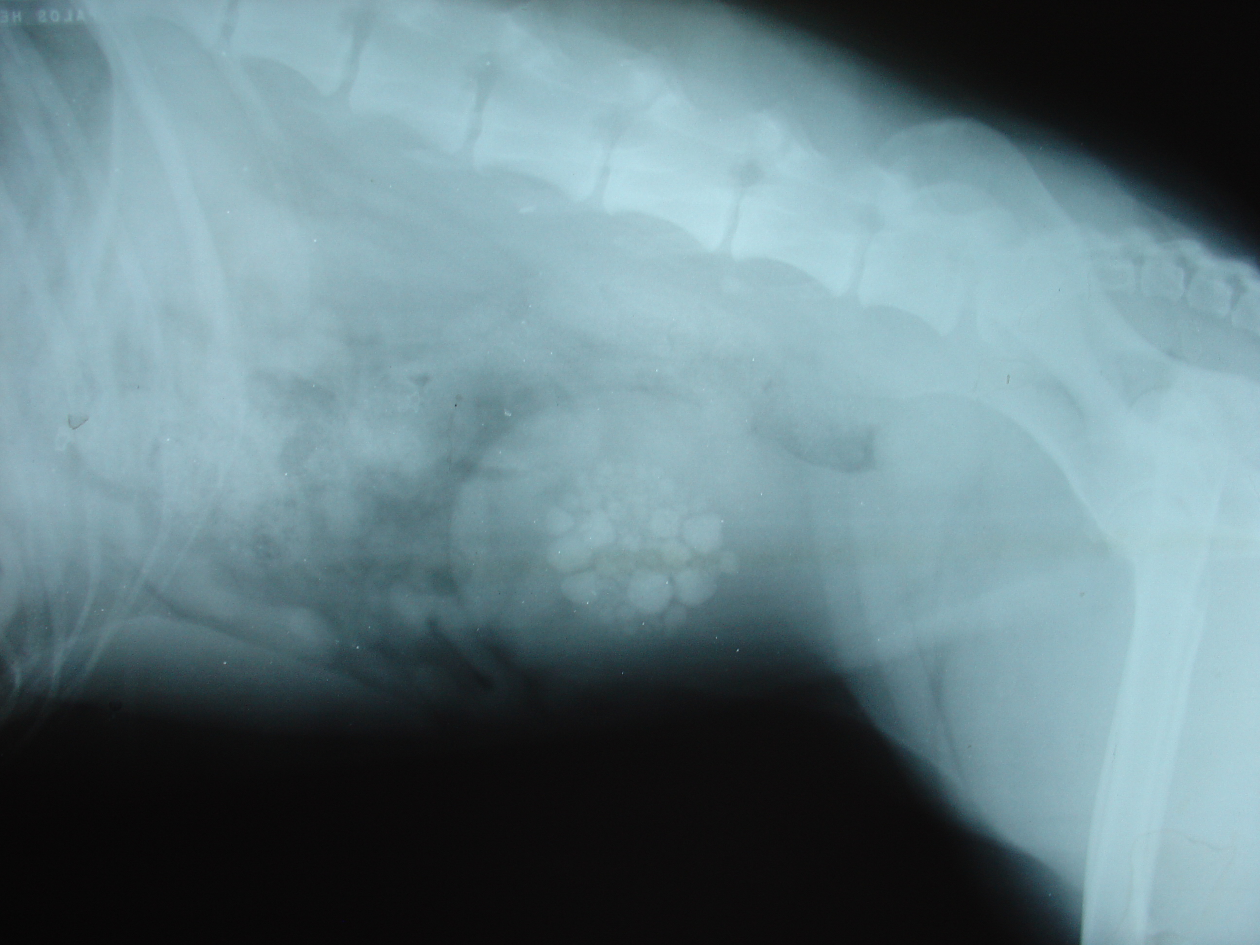 dogs with bladder stones symptoms