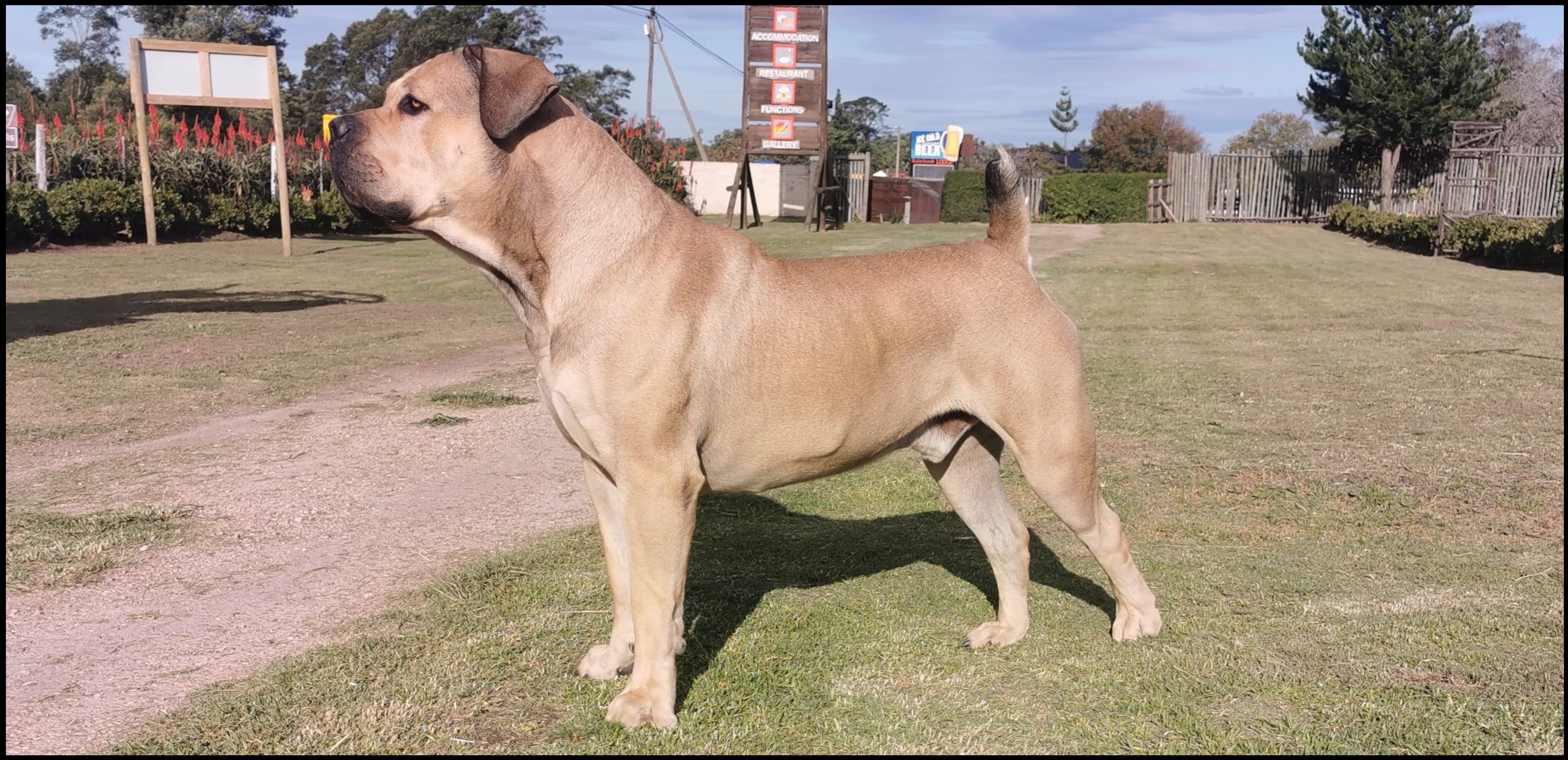 boerboel and kids