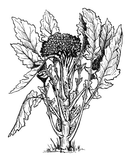 File:Broccoli (PSF).jpg