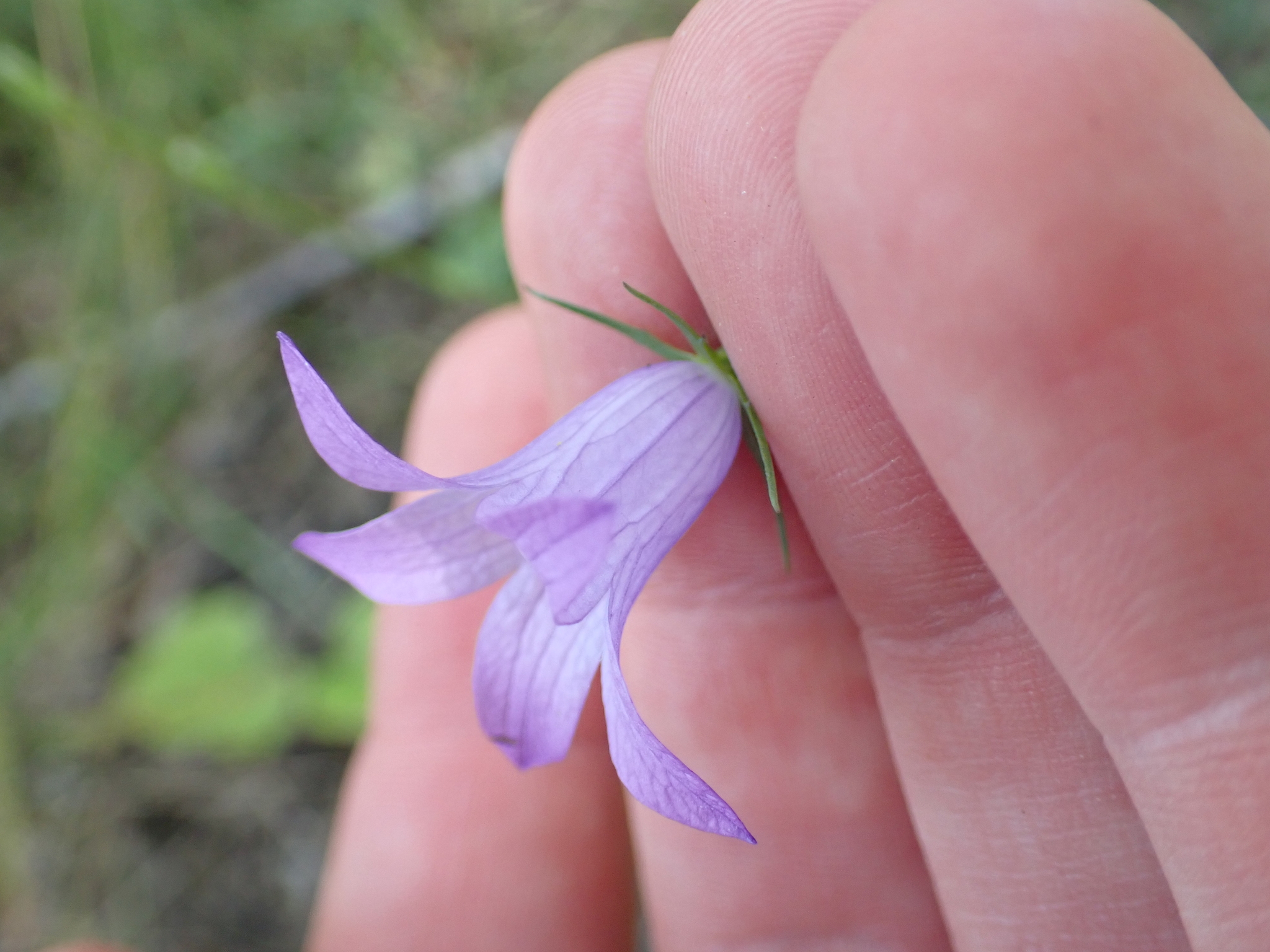 24 Campanula komarovii