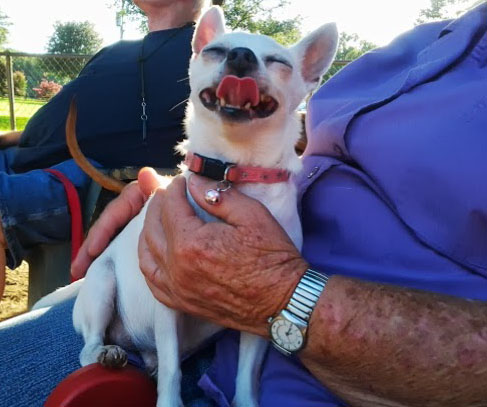 File:Chihuahua on a lap.jpg