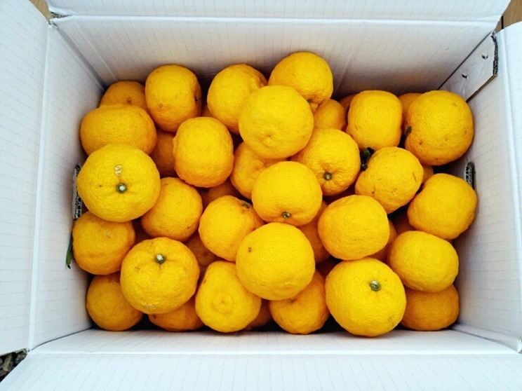 File:Citrus junos fruits 2.jpg