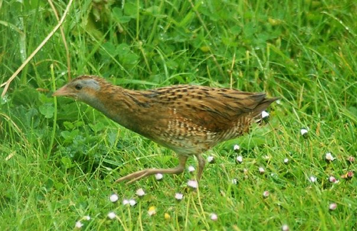 Delwedd:Corncrake2.jpg