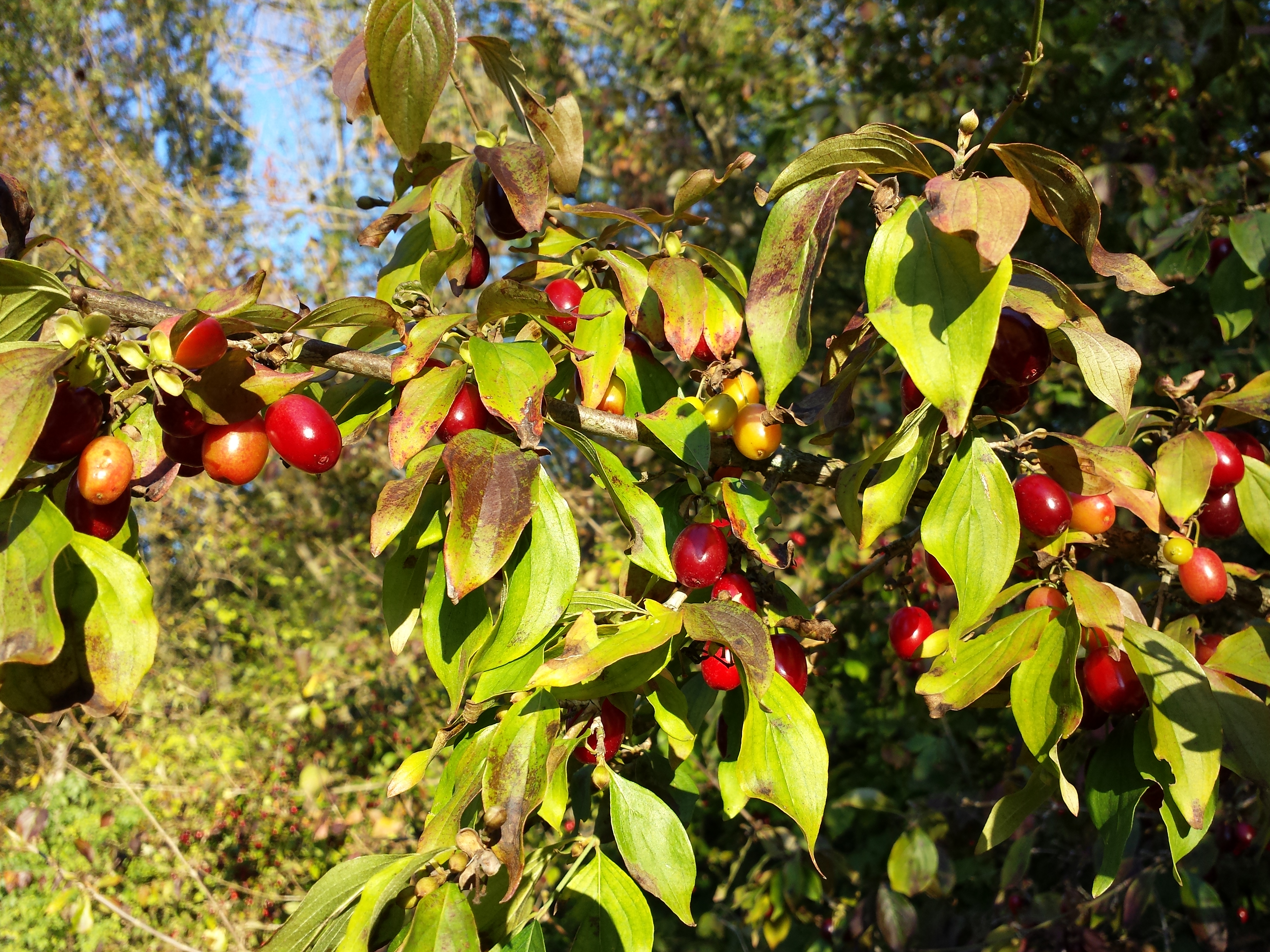 Кизил обыкновенный (Cornus mas)