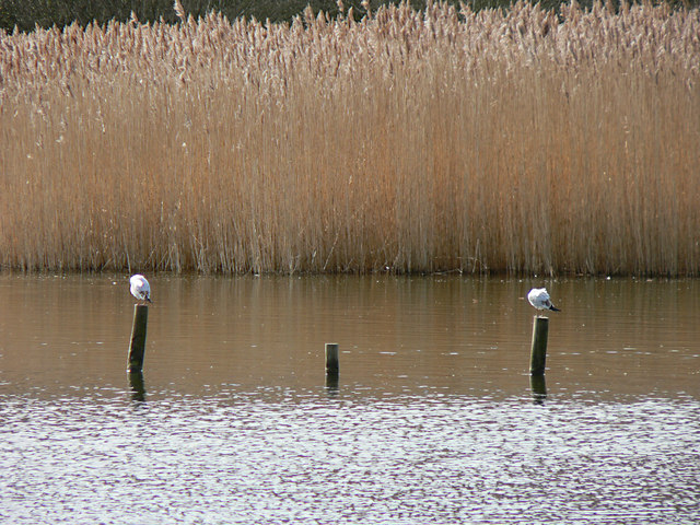 File:Cosmeston Lakes - west lake - geograph.org.uk - 1219316.jpg