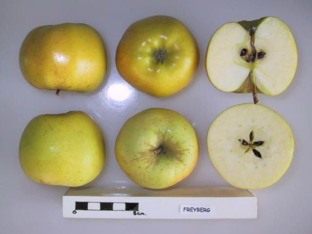 File:Cross section of Freyberg, National Fruit Collection (acc. 1961-065).jpg