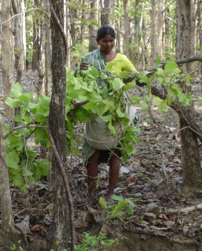 Paypay:Diospyros melanoxylon Tendu.jpg