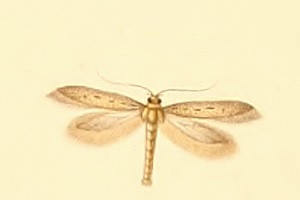 <i>Epidola</i> Genus of moths