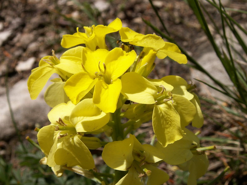 File:Erysimum ochroleucum.jpg