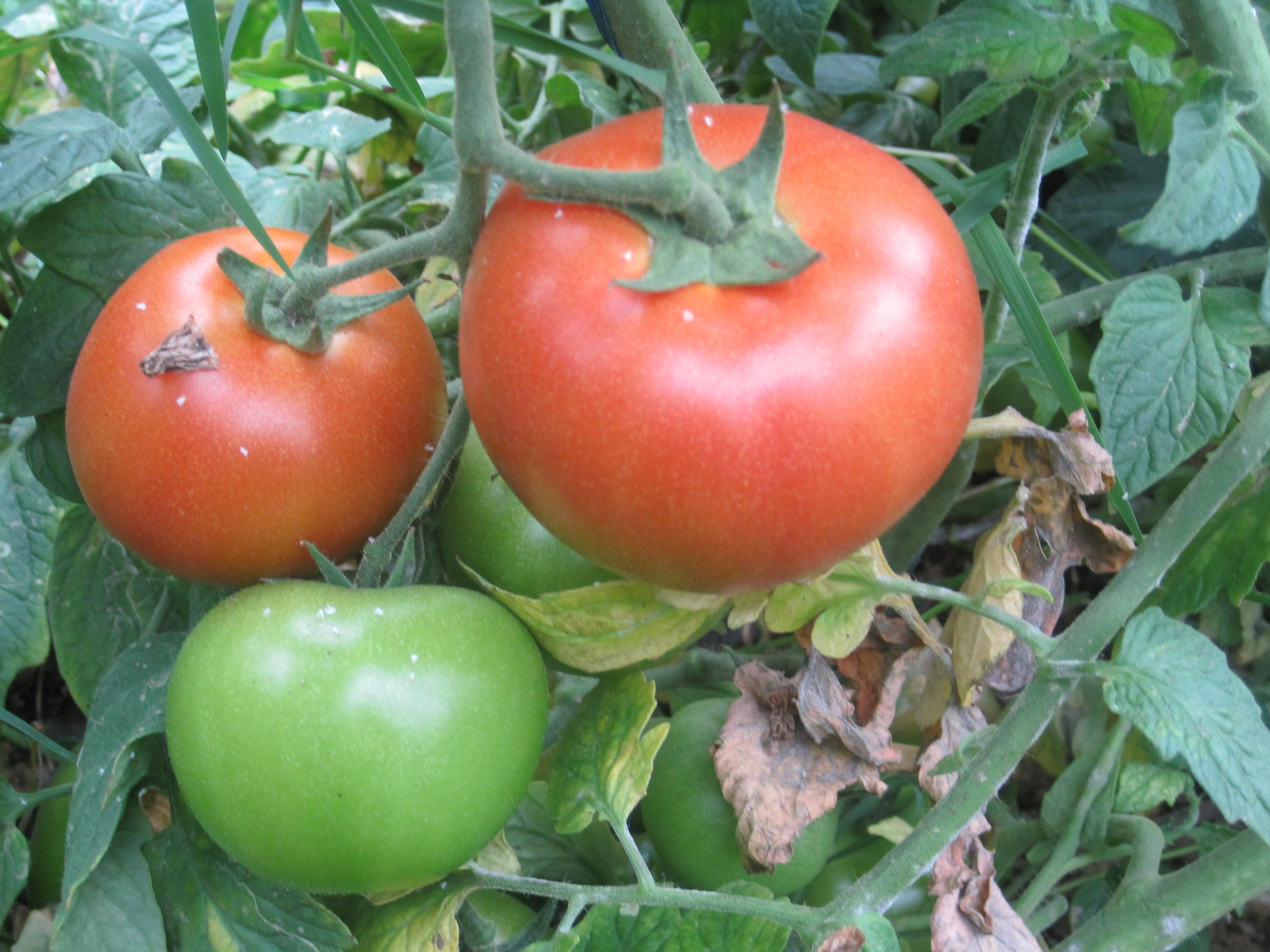 Planta de tomatera