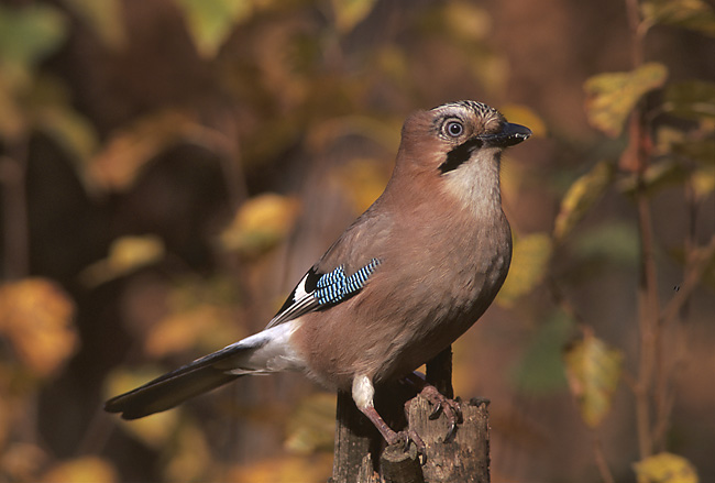 File:Garrulus glandarius 1 (Marek Szczepanek).jpg