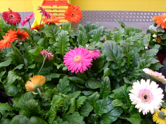 Gerbera 01.jpg