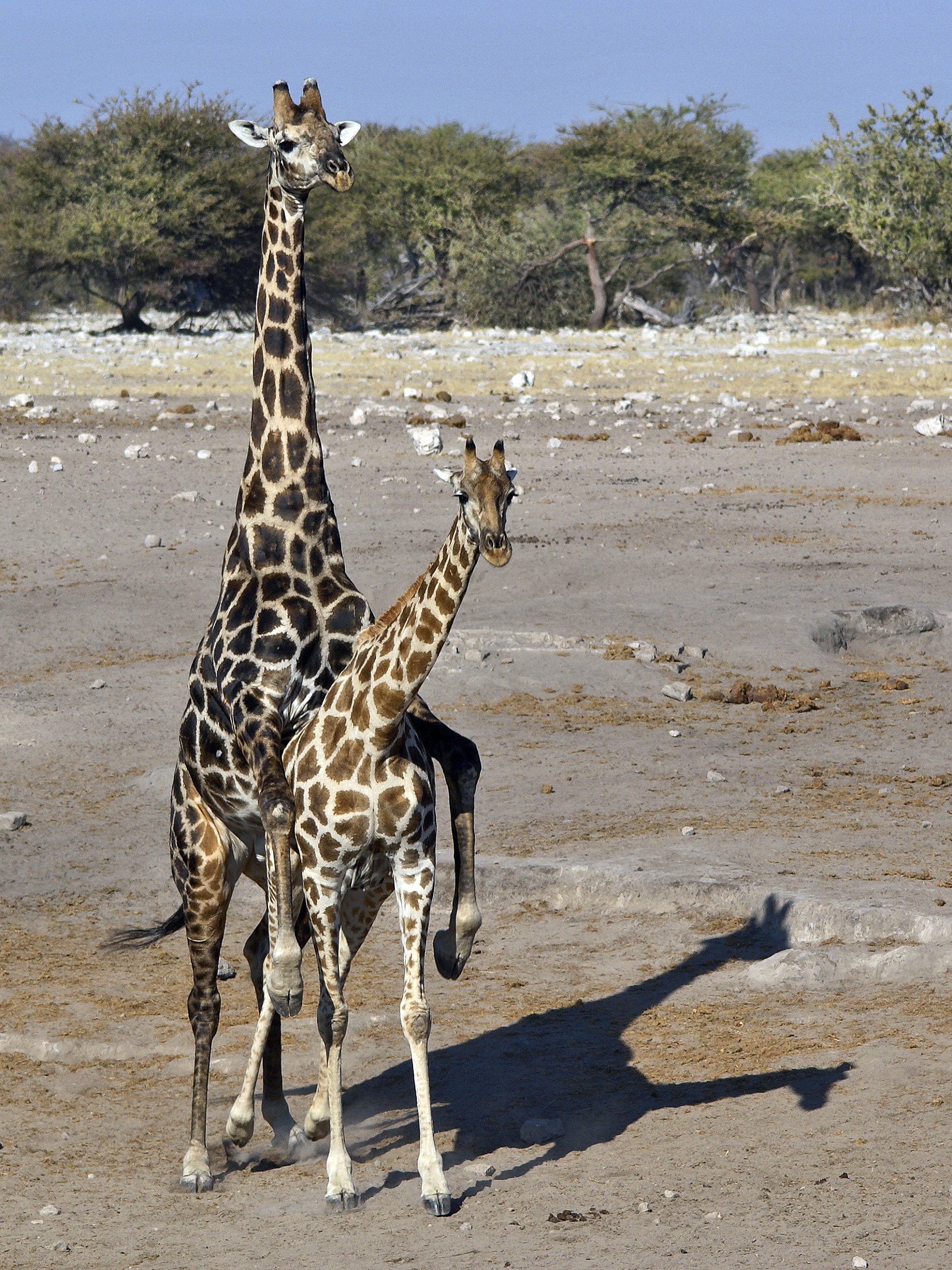 Giraffa camelopardalis (girafe)