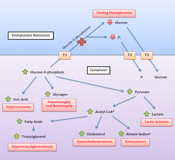 File:Glycogen Storage Disease Type Ia.png