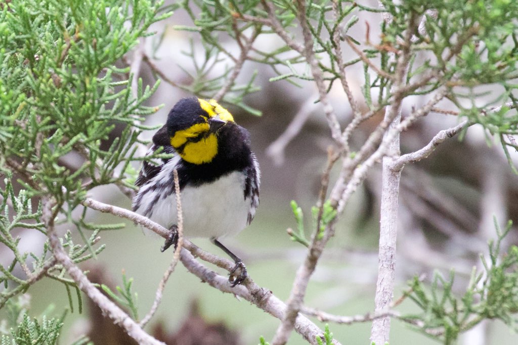 Golden-cheeked Warbler (male)-Kerr WMA-TX - 2015-05-24at13-39-528 (21421390768).jpg