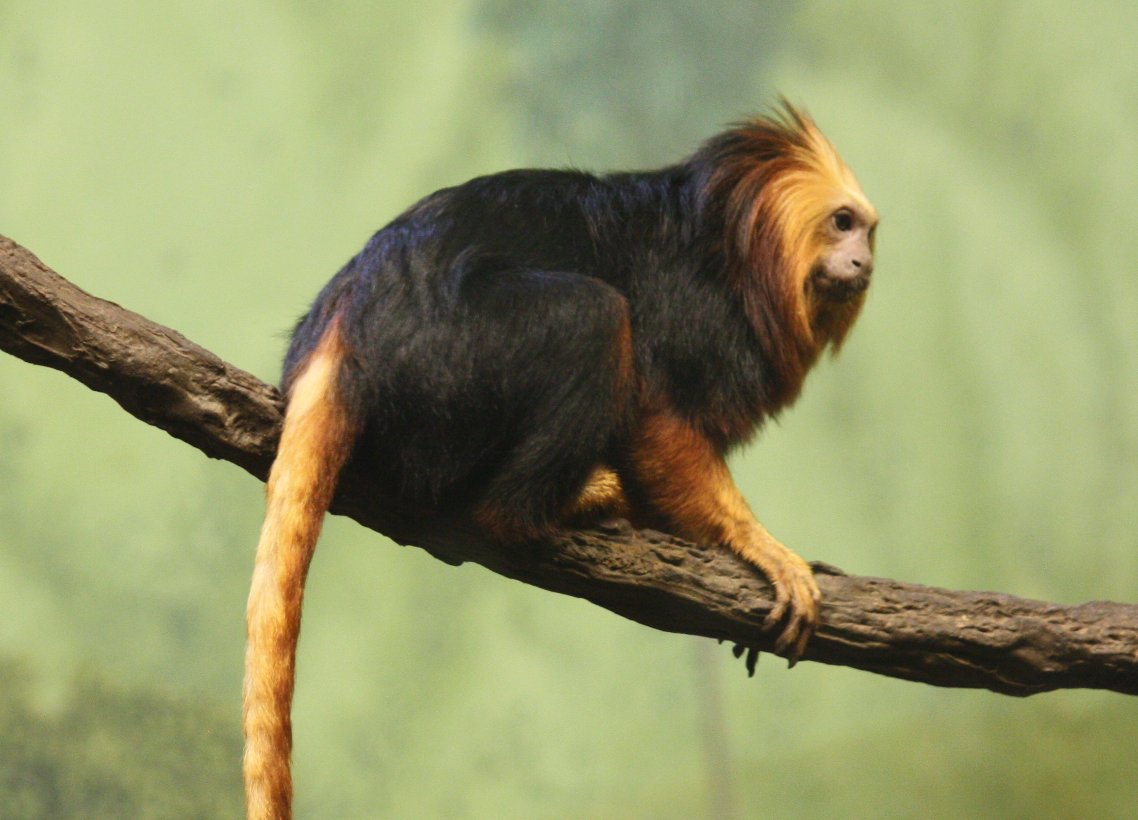 baby golden lion tamarin monkey