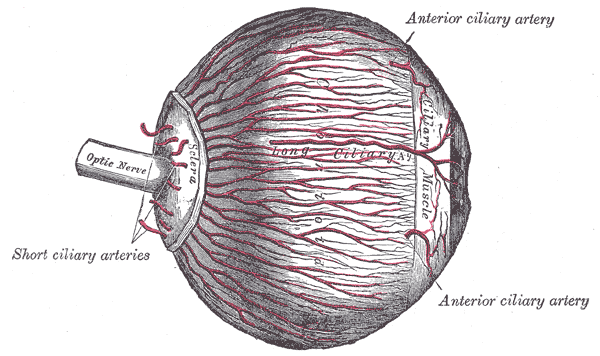 Anatomy of the Orbits