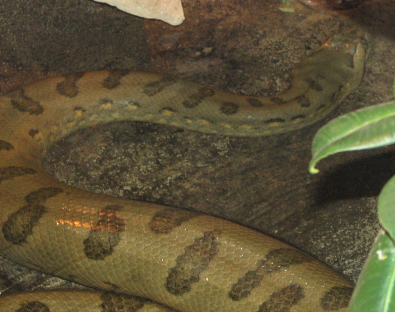 Anaconda | All about anaconda snakes