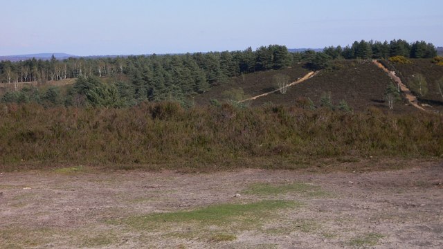 File:Hankley Common - geograph.org.uk - 1250043.jpg