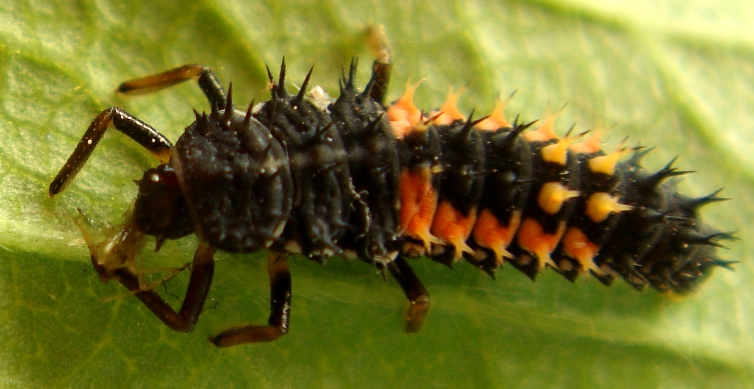 Discussion sur l' Etoile de TF1 du 9 décembre  2016 - Page 19 Harmonia_axyridis_larvae_3