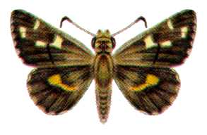 <i>Hesperilla crypsigramma</i> Species of butterfly