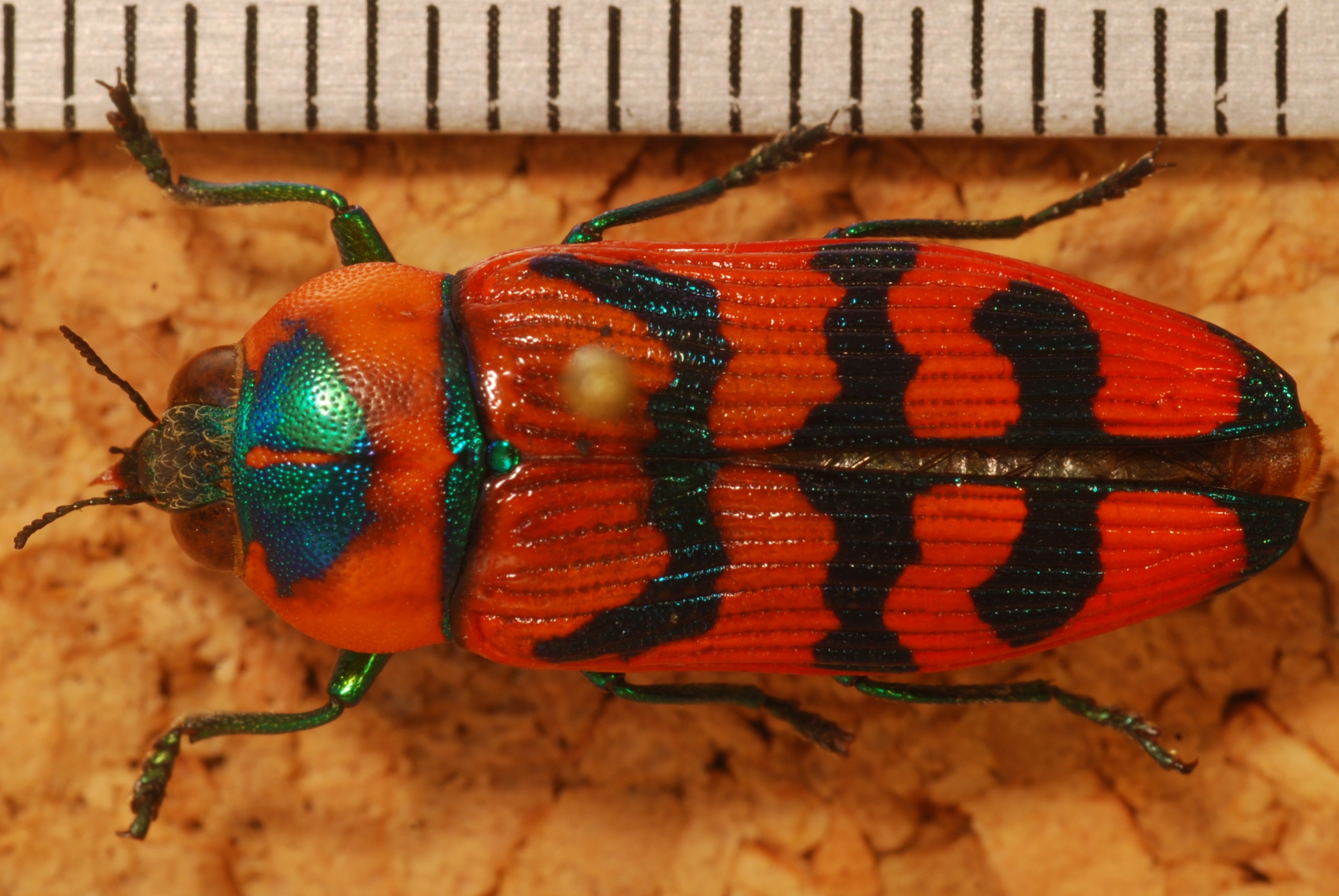 Jewel Beetle (Calotemognatha varicollis) (8280304111).jpg