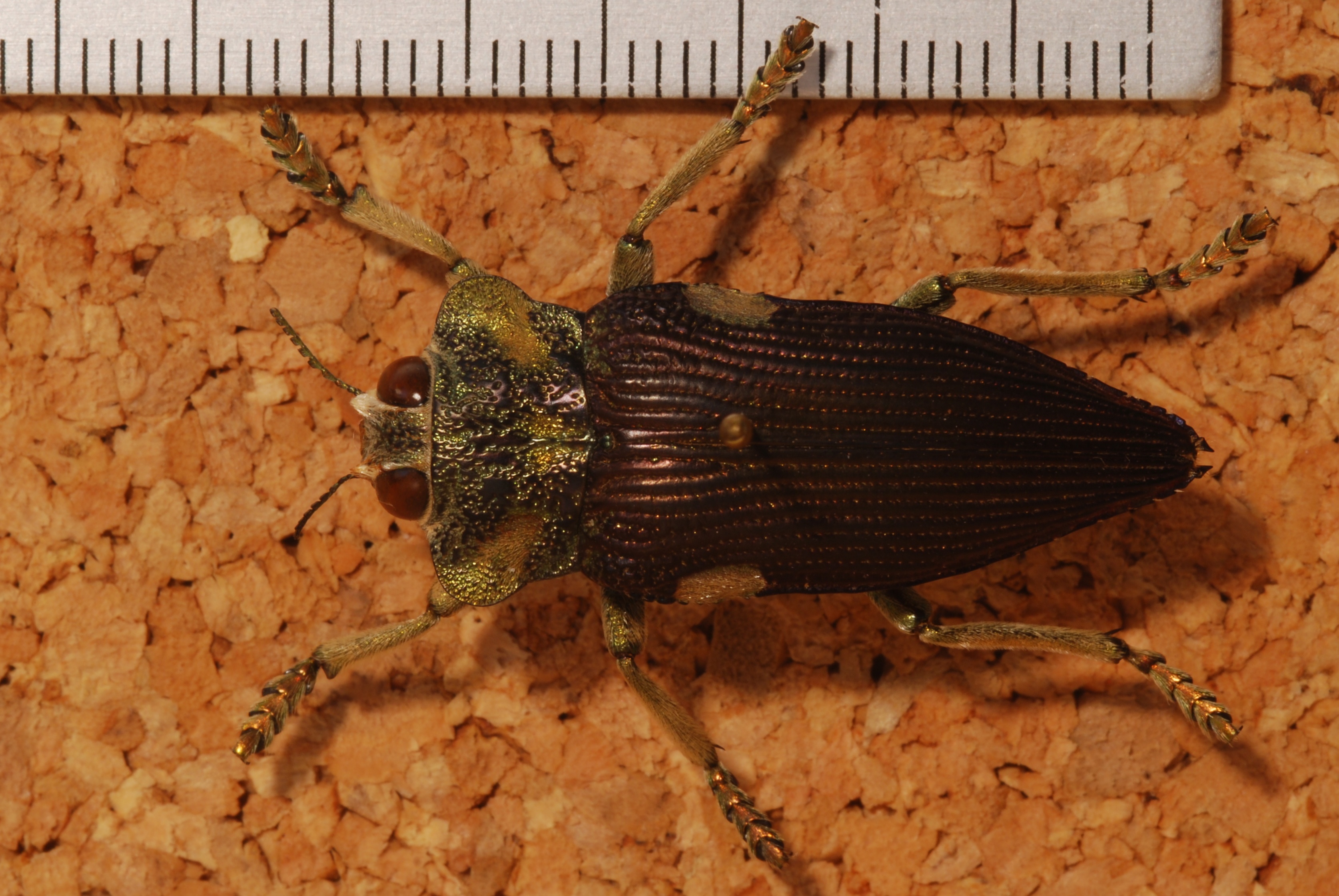 Jewel Beetle (Polybothris expansicollis) (8232029485).jpg