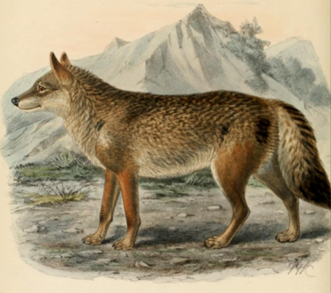 File:KC Wolf.JPG - Wikipedia