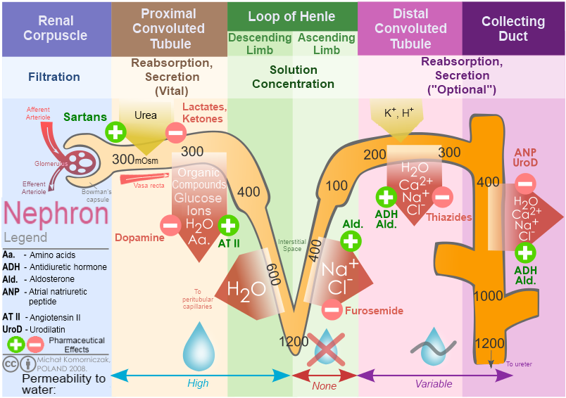 Diagram pembentukan urine di nefron ginjal