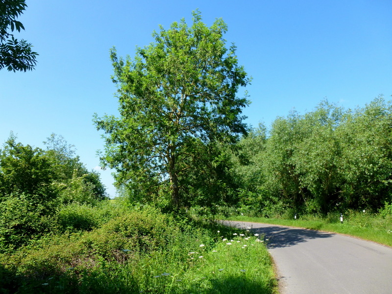 File:Lane south to Little Comberton - geograph.org.uk - 3799711.jpg