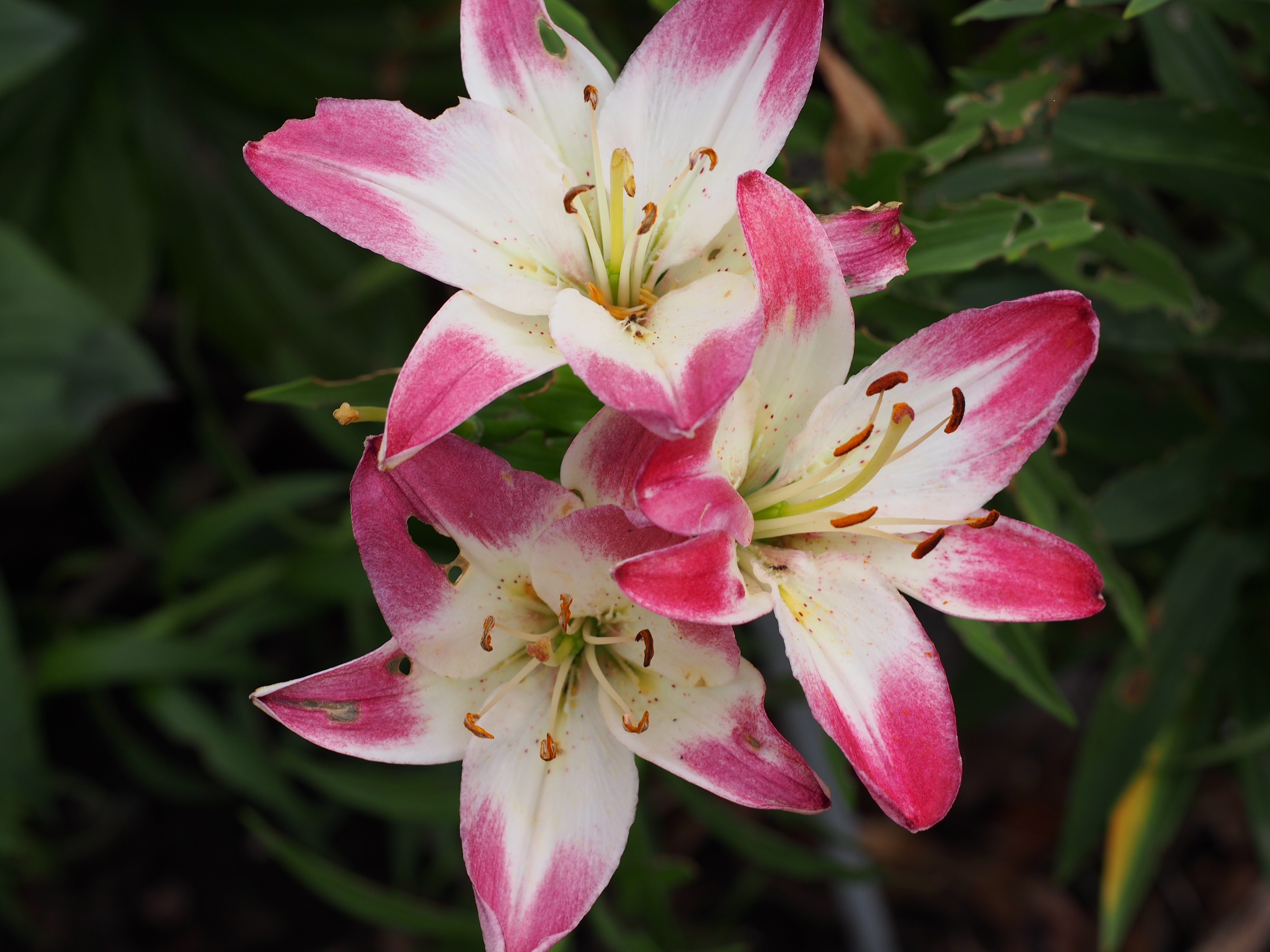 File:Lilium 'Lollypop' 6 2021 Asiatic Hybrid Lily- (51273789895 