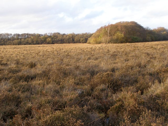 File:Matley Heath, northwest of Matley Wood, New Forest - geograph.org.uk - 285762.jpg