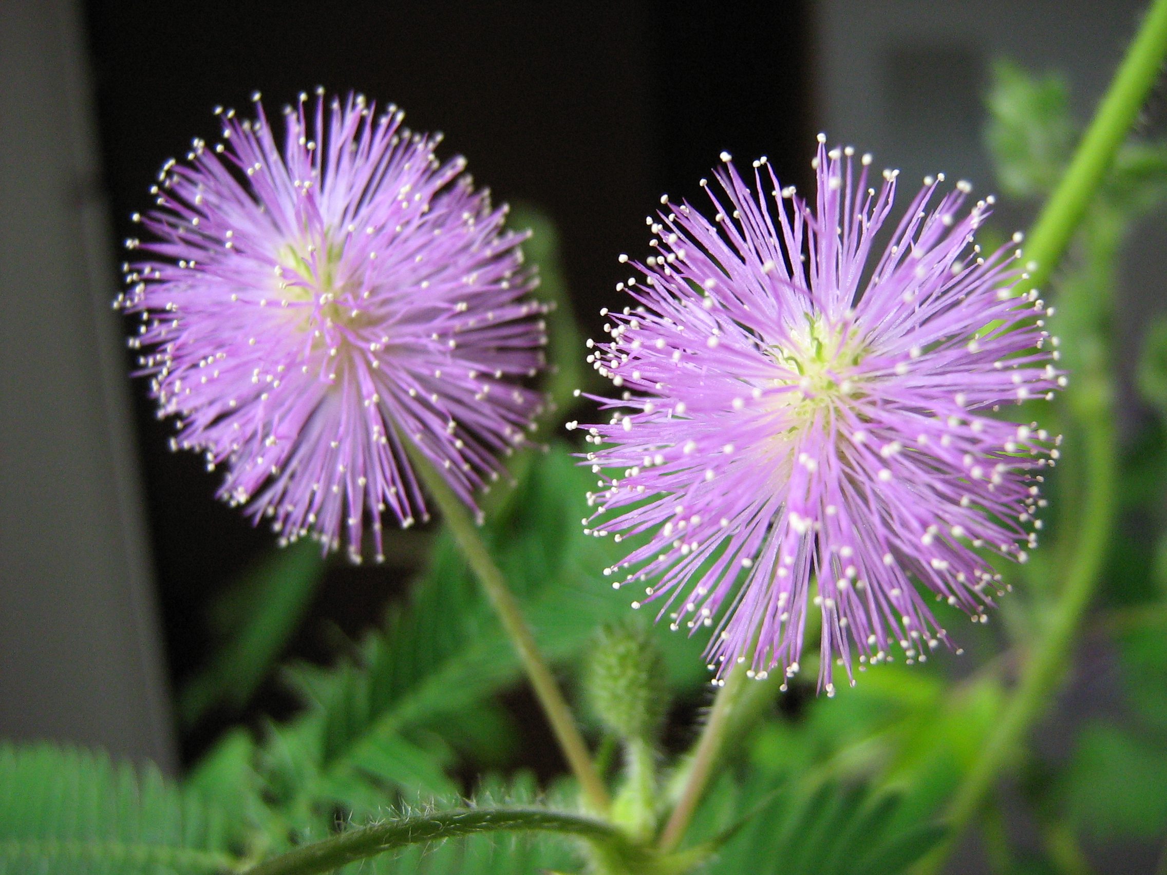 File:Mimosa-pudica-flower.jpg - Wikimedia Commons
