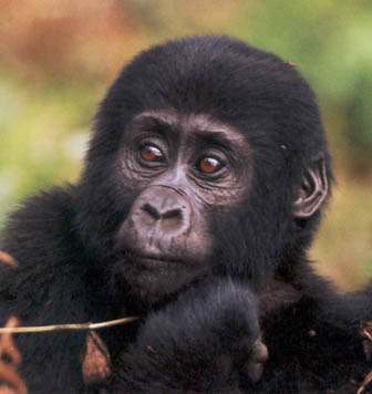 Observations of the endangered mountain Gorillas