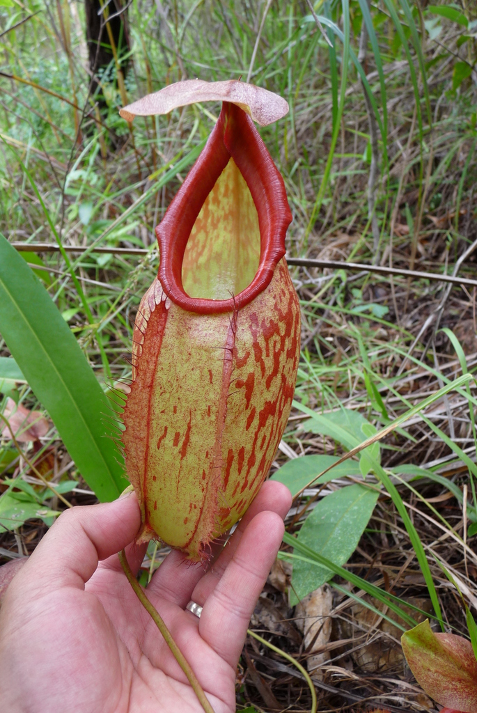 Nepenthes holdenii.jpg. 