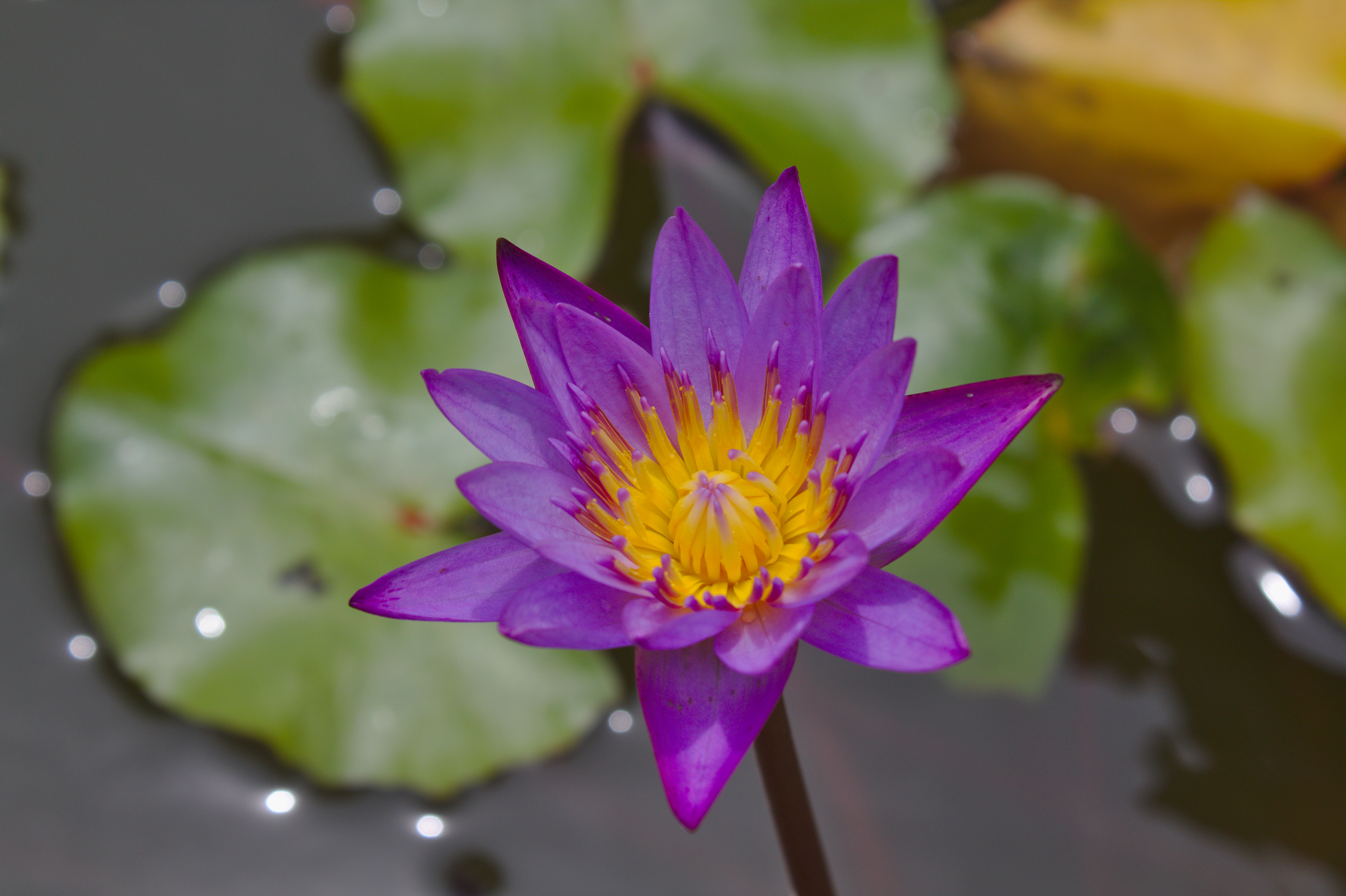 Nymphaea Capensis Wikipedia