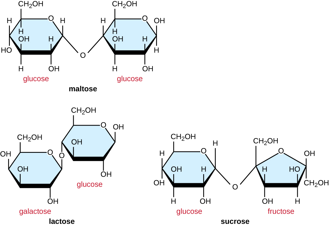 Фруктоза селиванова. Лактоза дисахарид. Молекула мальтозы. Дисахариды молекула. Лактоза структурная формула.