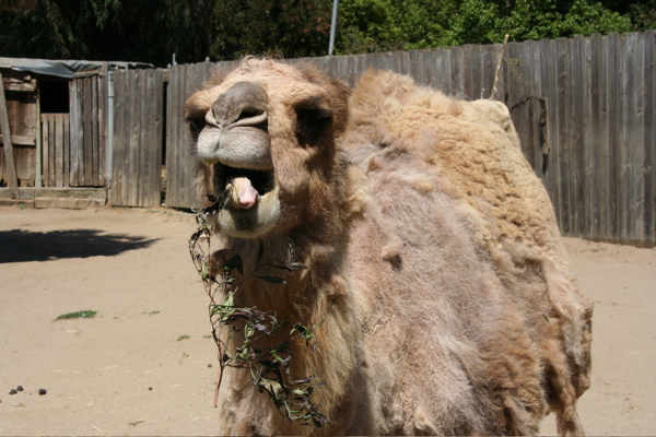 File:OaklandZooCamel.jpg