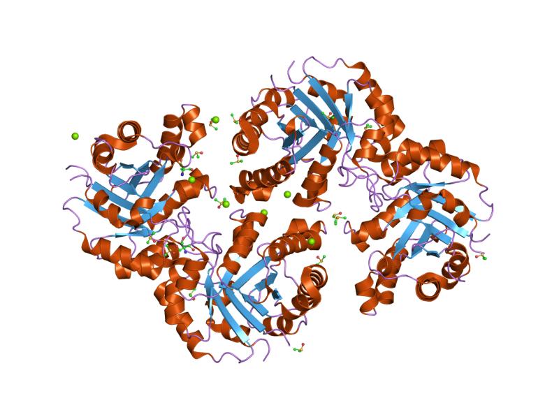 File:PDB 1r2r EBI.jpg