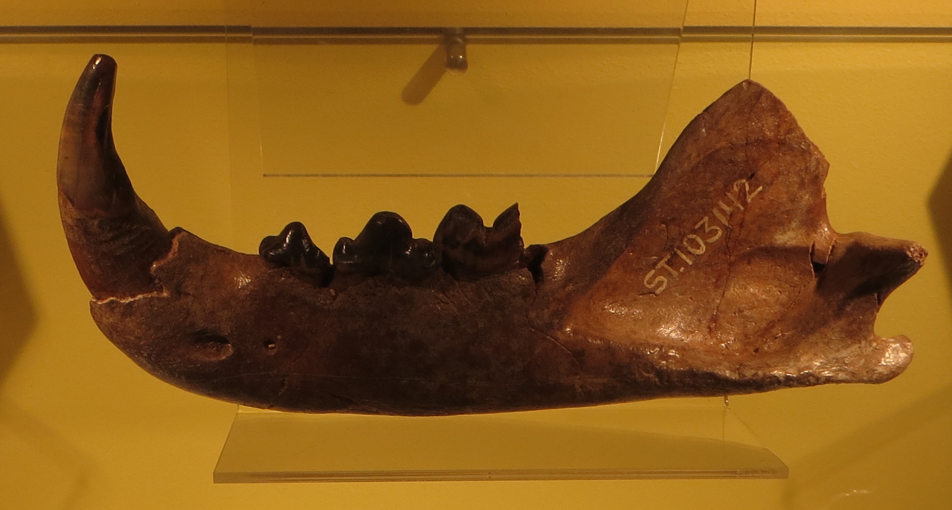 Mandible, Natural History Museum Rotterdam