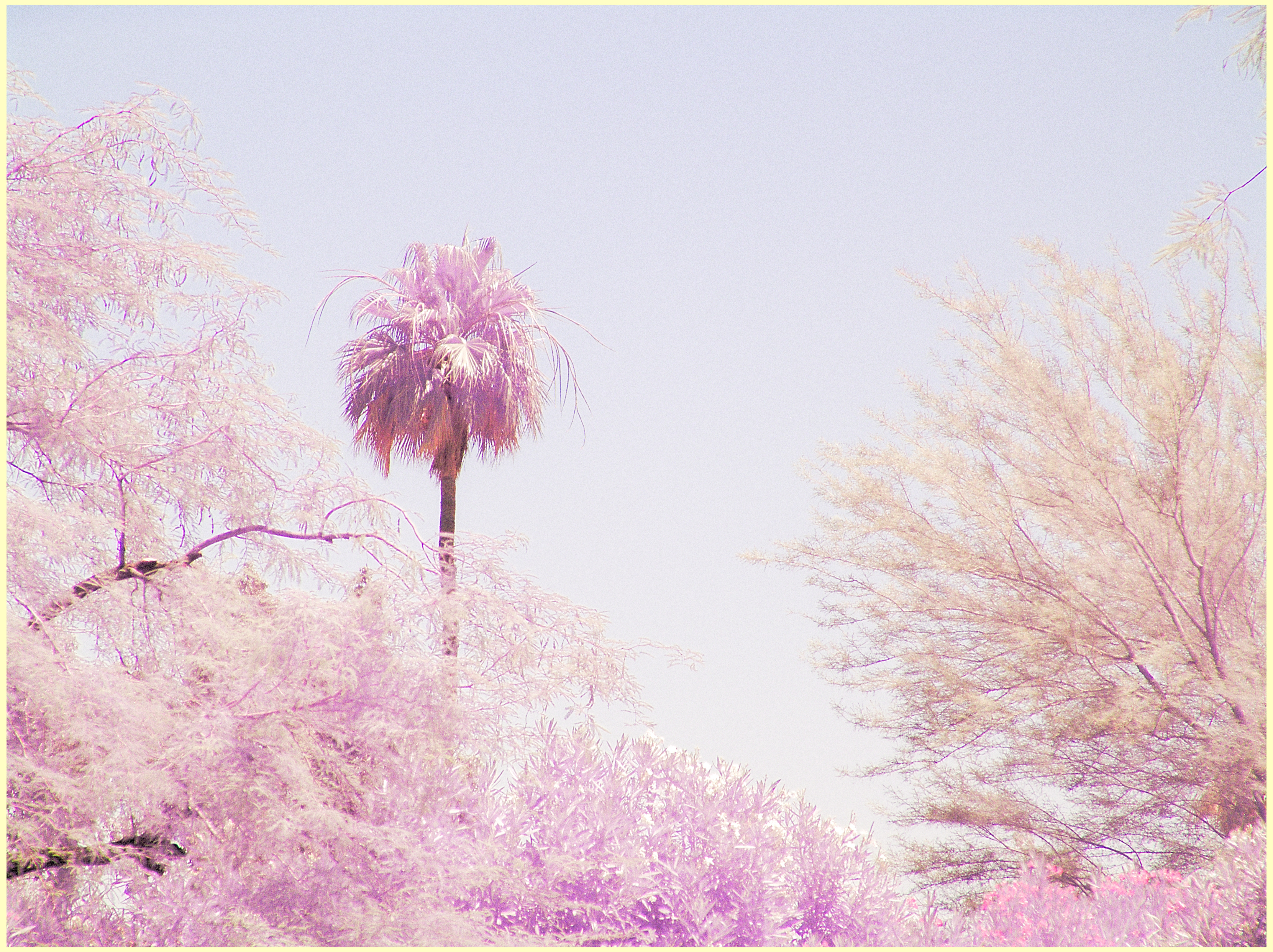 Pastel dream