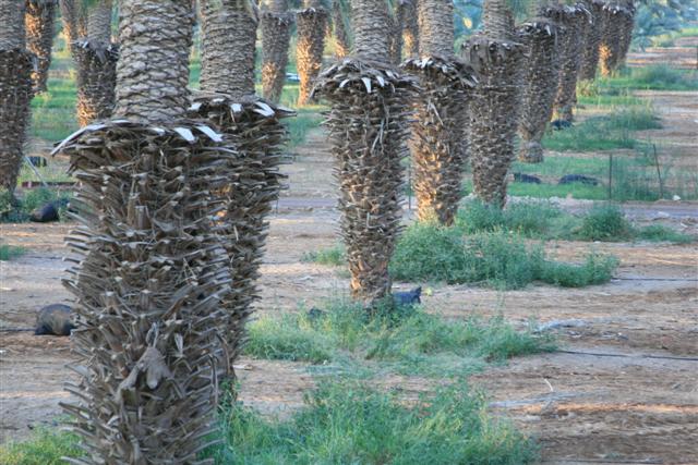 File:PikiWiki Israel 5468 Agriculture in Israel.JPG