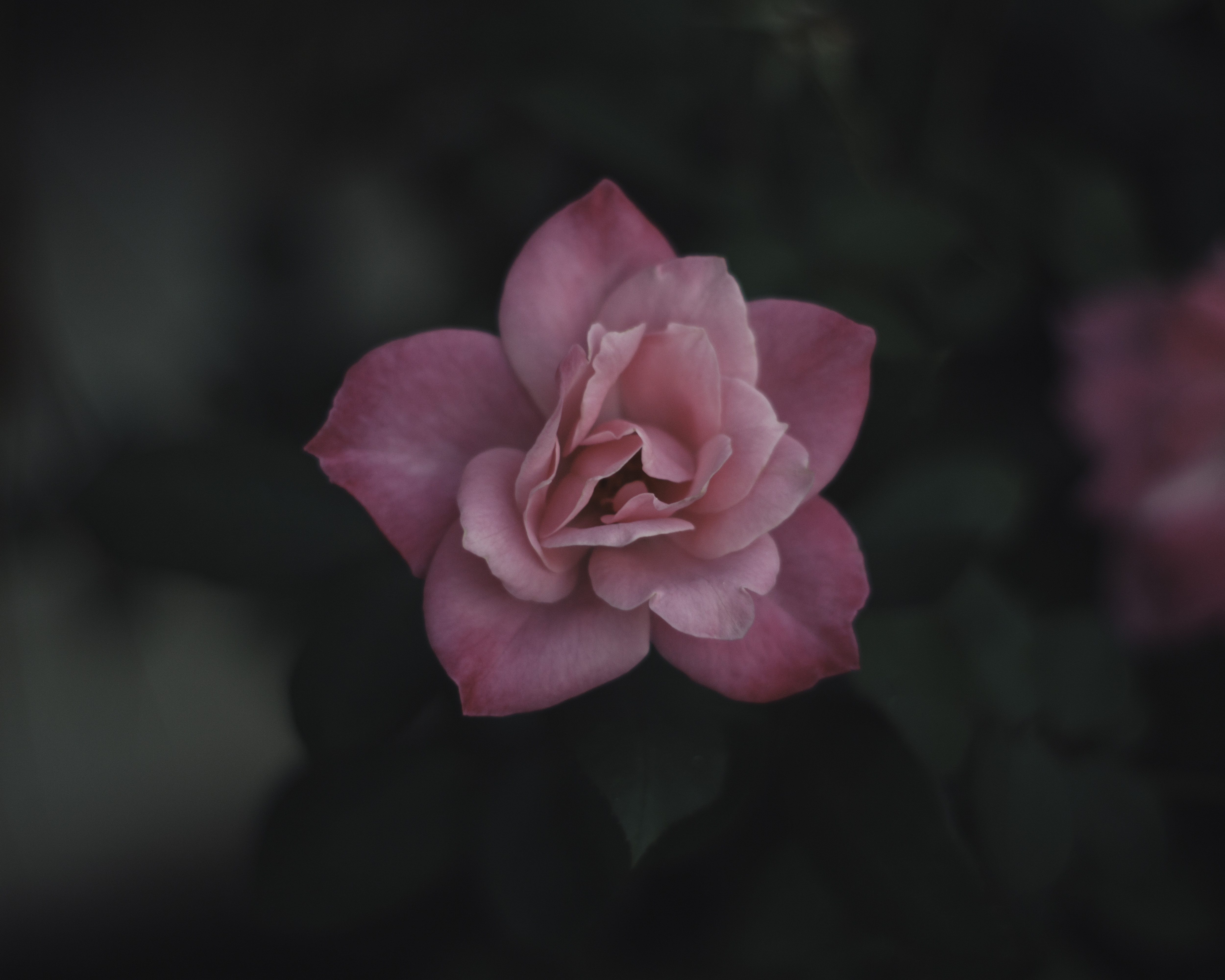 File:Pink flower (1).jpg - Wikimedia Commons