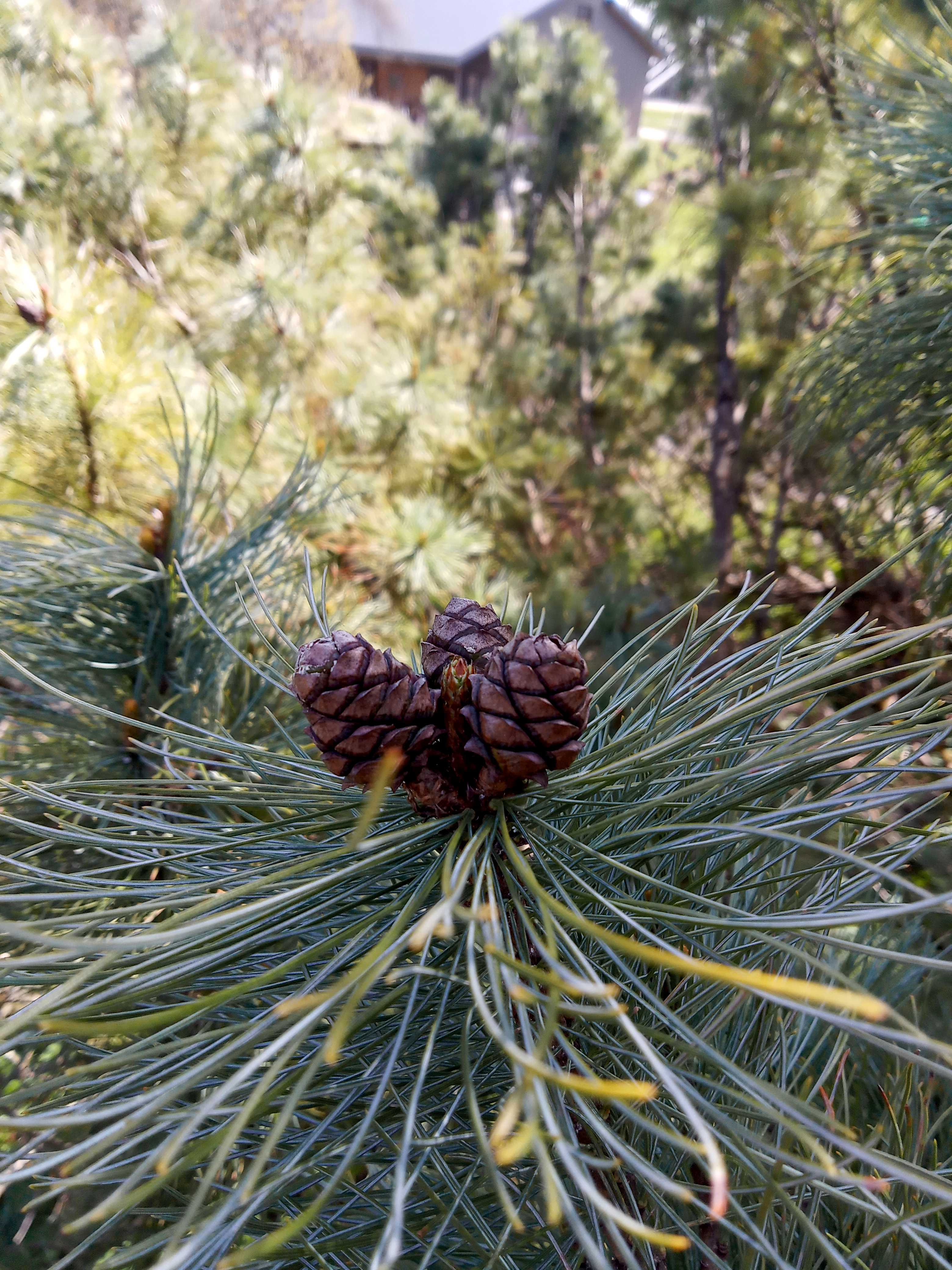 Conifer cone - Wikipedia