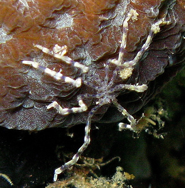 Uma aranha marinha de até 90 centímetros, juro que existe! (Foto: Steve Childs; CC BY 2.0)