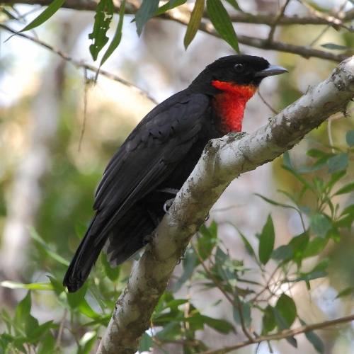 File:Pyroderus scutatus - Red-ruffed Fruitcrow (female).jpg