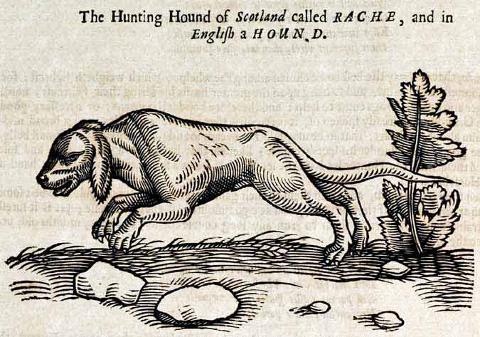 File:Rache Historiae Animalium.jpg