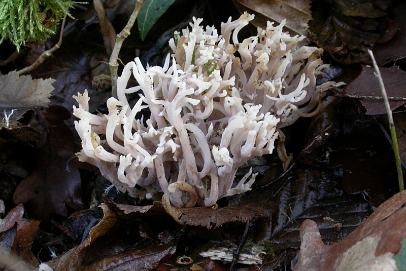 File:Ramaria rugosa var cinerea.jpg